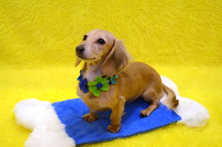 犬のアクセサリー 一つ一つ手作りのフエルトの犬の首飾り ゴム付き首輪 犬の専門店 青山ケンネル ブールーテラの ｎｅｔ ｓｈｏｐ 通販