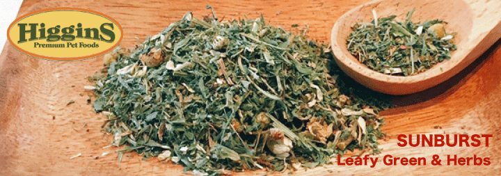 sunburst herb