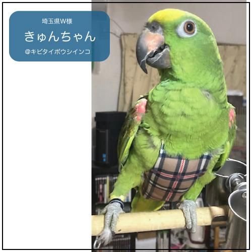 バードスーツ XXSサイズ文鳥用 プープーポーチ バードスーツ XXSサイズ文鳥用 プープーポーチ