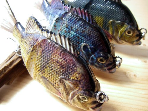 Glide Bream