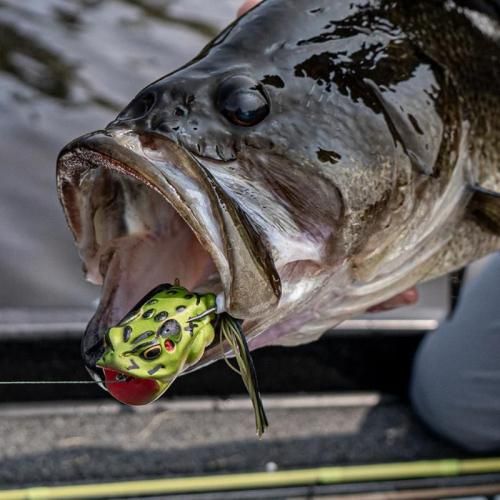 ランカーハントのコンパクト ポッピング フロッグ｜アメリカン釣具通販NEST