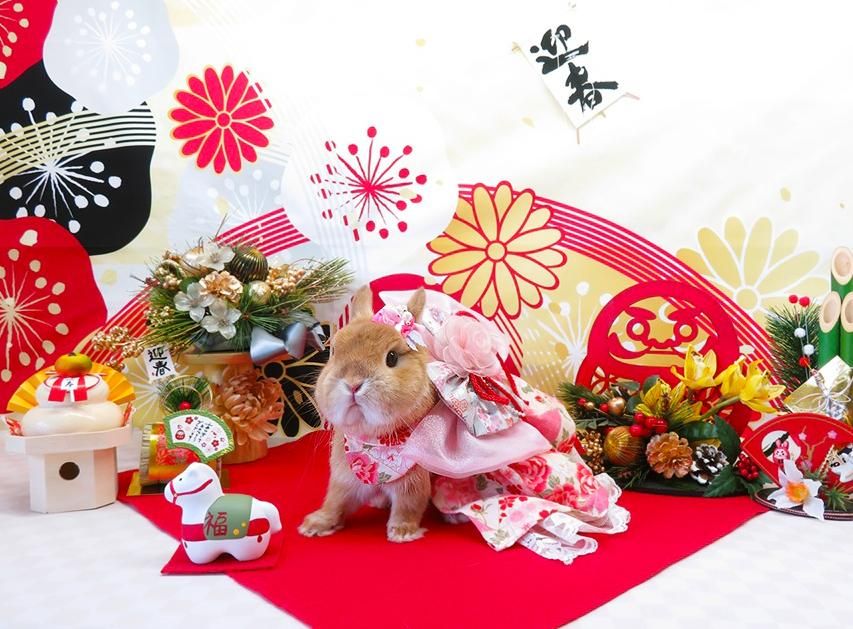 大阪のうさぎ専門店 kikimimi（キキミミ）｜ホーランドロップ