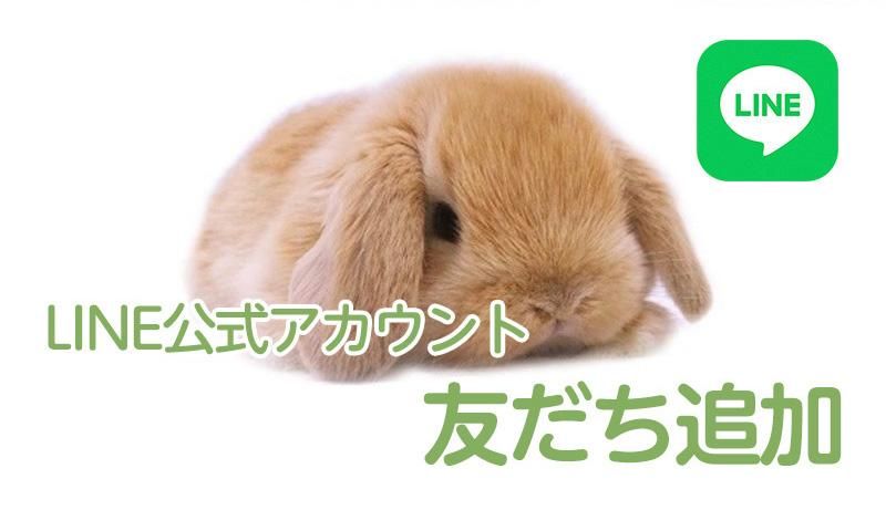 堀川波　うさぎのKIKI うさぎのしっぽ横浜店 on X: 
