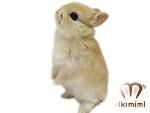 ネザーランドドワーフベビー