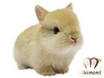 ネザーランドドワーフベビー