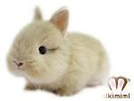 ネザーランドドワーフベビー