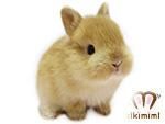 ネザーランドドワーフベビー
