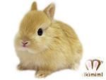 ネザーランドドワーフベビー