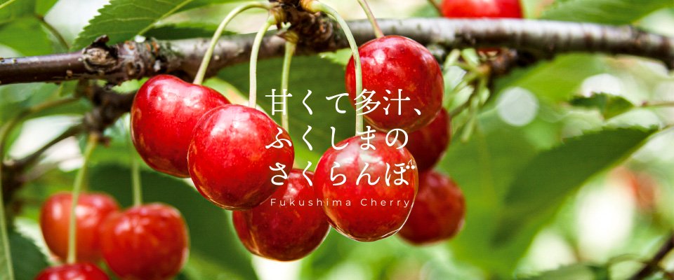甘くて多汁、ふくしまのさくらんぼ Fukushima Cherry