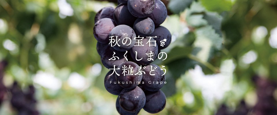 秋の宝石 ふくしまの 大粒ぶどう Fukushima Grape