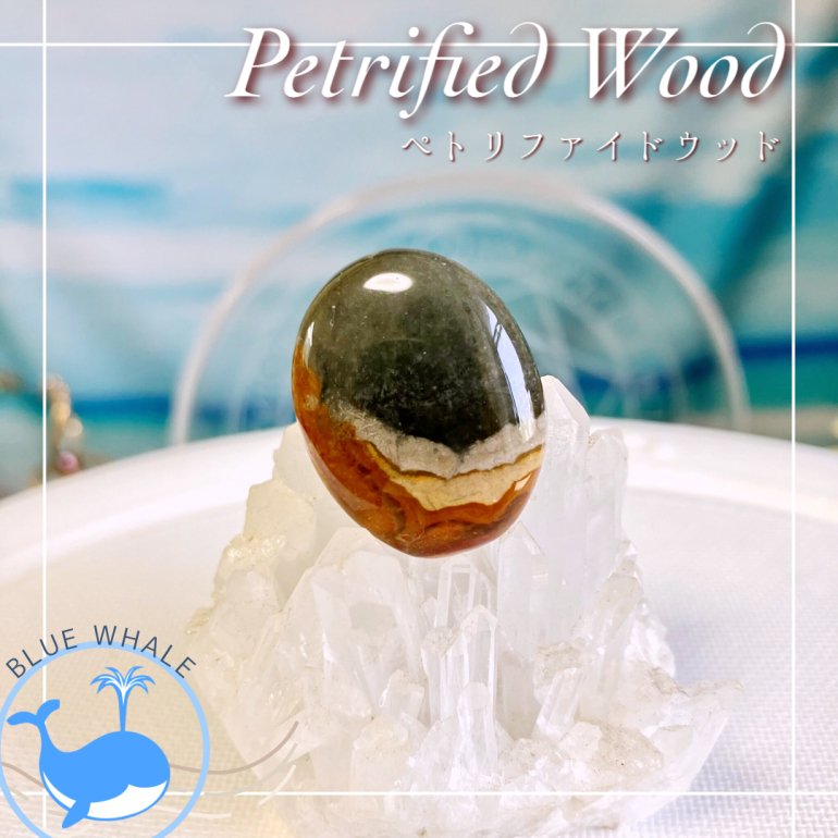 BWܡڥڥȥեɥå-Petrified wood-ۡ롼쥯ȥ