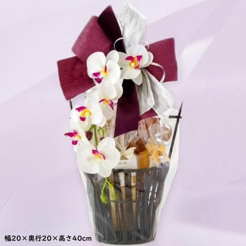 <img class='new_mark_img1' src='https://img.shop-pro.jp/img/new/icons14.gif' style='border:none;display:inline;margin:0px;padding:0px;width:auto;' />٤