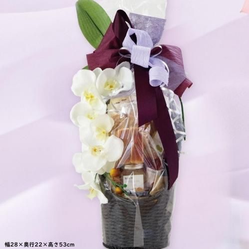 <img class='new_mark_img1' src='https://img.shop-pro.jp/img/new/icons14.gif' style='border:none;display:inline;margin:0px;padding:0px;width:auto;' />