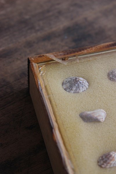 日本貝の標本箱 - アンティーク・古道具・暮らしの雑貨店 京都