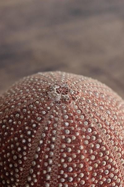 日本ウニ標本 - アンティーク・古道具・暮らしの雑貨店 京都