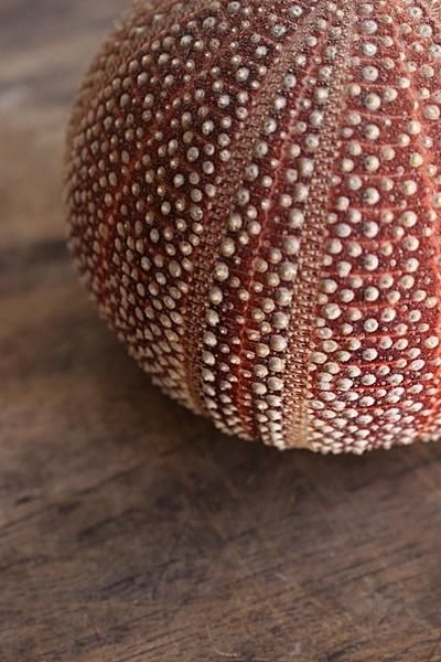 日本ウニ標本 - アンティーク・古道具・暮らしの雑貨店 京都