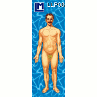 【L.M. Kartenvertrieb】LLP-088 Bookmarks (MAN-ANATOMICAL)｜LMカード,しおり,解剖図-男性｜レンチキュラー,ドイツの商品画像