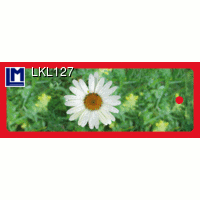 【L.M. Kartenvertrieb】LKL-127 Bookmarks (OXEYE DAISY)｜LMカード,しおり,フランス菊｜レンチキュラー,ドイツの商品画像