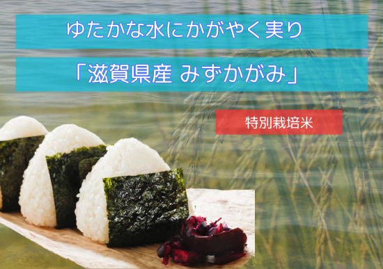 令和6年度産 減農薬 滋賀産 みずかがみ(10kg) - おいしいお米の 令和6年度産 減農薬 滋賀産 みずかがみ(10kg) - おいしいお米の