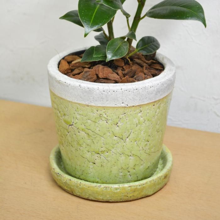 観葉植物 4号鉢 フィカスメラニー 陶器鉢入