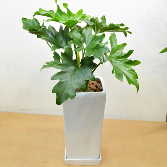 観葉植物 セローム陶器鉢植 高さ約55cm×横約40cm