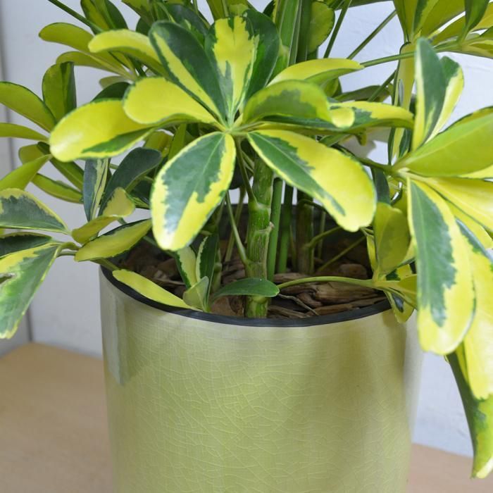 斑入り　シェフレラ　ハッピーイエロー　S字仕立て　陶器鉢　植え込み発送 シェフレラ ハッピーイエロー 陶器鉢付き