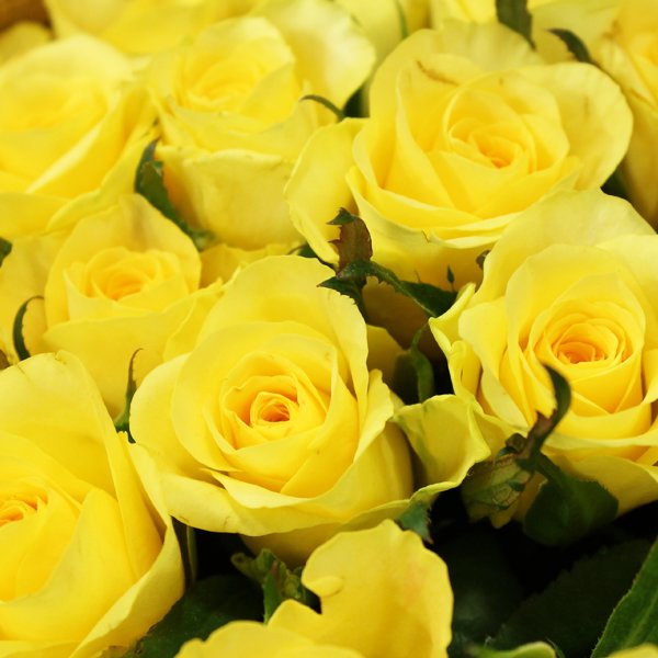 黄色バラの花束 本