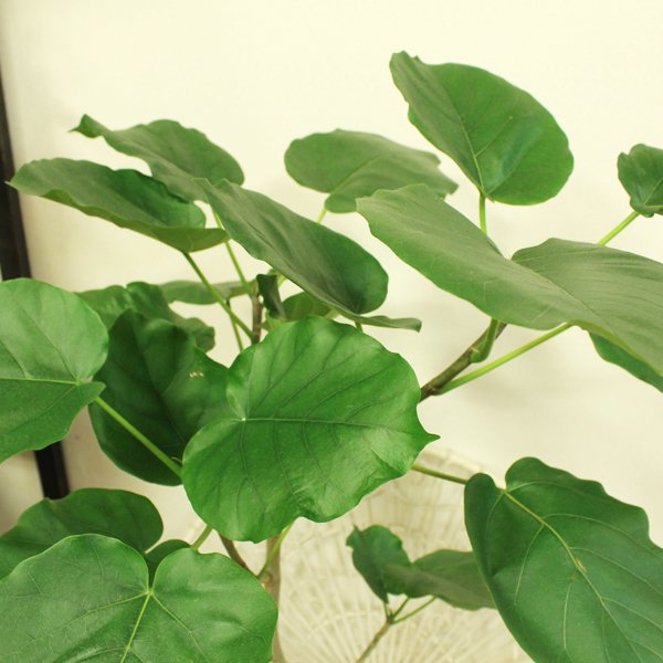 観葉植物 ウンベラータ 簡易鉢 高さ90ｃｍ