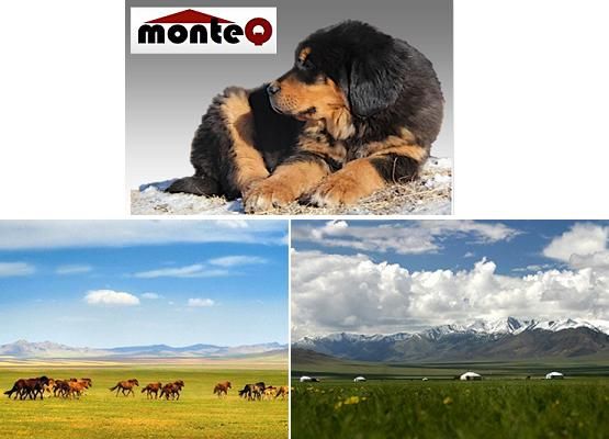 Dingo ディンゴ 大型 超大型犬用品専門店 Monteq ピュアレトルト馬肉80g