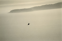 山本昌男/Masao Yamamoto: Tori