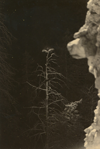 YAMAMOTO MASAO 「Tori」 山本昌男「Tori」 山本昌男/Masao Yamamoto: Tori