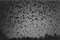 深瀬昌久: 鴉/RAVENS