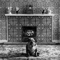 Elliott Erwitt (エリオット•アーウィット) Photobook Dogs