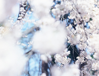 鈴木理策/ Risaku Suzuki: White + SAKURA (SAKURAプリント付き）