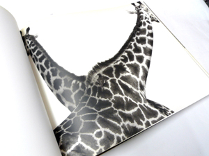 HERB RITTS AFRICA   ハーブ・リッツ AFRICA｜HERB RITTS ハーブ・リッツ