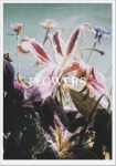 Lina Scheynius: Flowers
