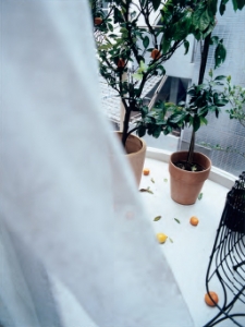 鈴木理策: Garden & House by Ryue Nishizawa. My secret