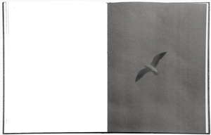Byung-Hun Min: Des Oiseaux