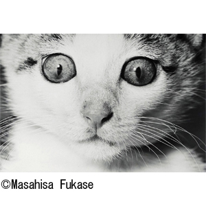 ビバ！サスケ 猫の写真集 深瀬昌久 ビバ！サスケ 猫の写真集 深瀬昌久