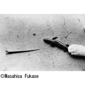 深瀬昌久 MASAHISA FUKASE アートブック 71W9UwiFXHL.jpg