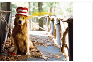 Bruce Weber: The Golden Retriever Photographic Society