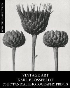 Karl Blossfeldt: Vintage Art 20 Botanical Photography Prints