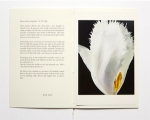 ƣָ: ץե֥åå Flower Encyclopedia - No. 02 Tulip
