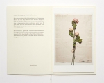 ƣָ: ץե֥åå Flower Encyclopedia - No. 09 A Dozen Roses
