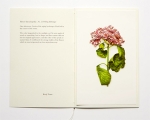 藤間謙二: プリント付ブックレット Flower Encyclopedia - No. 12 Wilting Hydrangea
