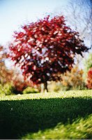 Terri Weifenbach: Between Maple And Chestnut