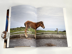 Charlotte Dumas: The Horse In The Gourd