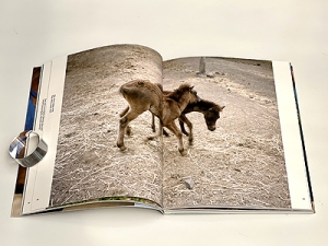 Sieboldhuis | Charlotte Dumas. The Horse in the Gourd