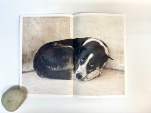 野良犬を被写体としたシャルロット・デュマの展示「Charlotte