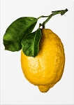 The Gourmands Lemon. A Collection of Stories & Recipes